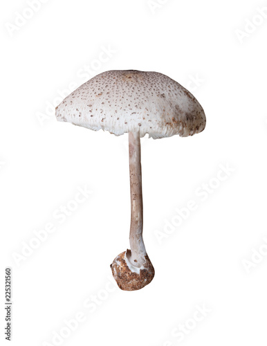 Tropics poisonous mushrooms isolated on white background.