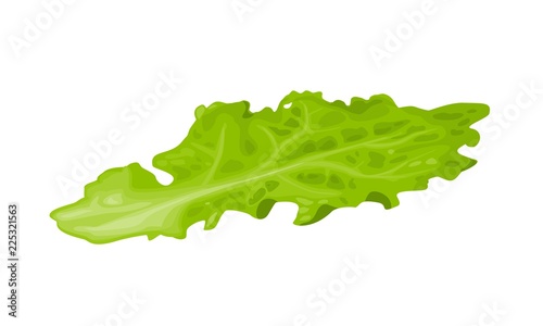 Lettuce. Isolated on white background. Vector flat colorful icon