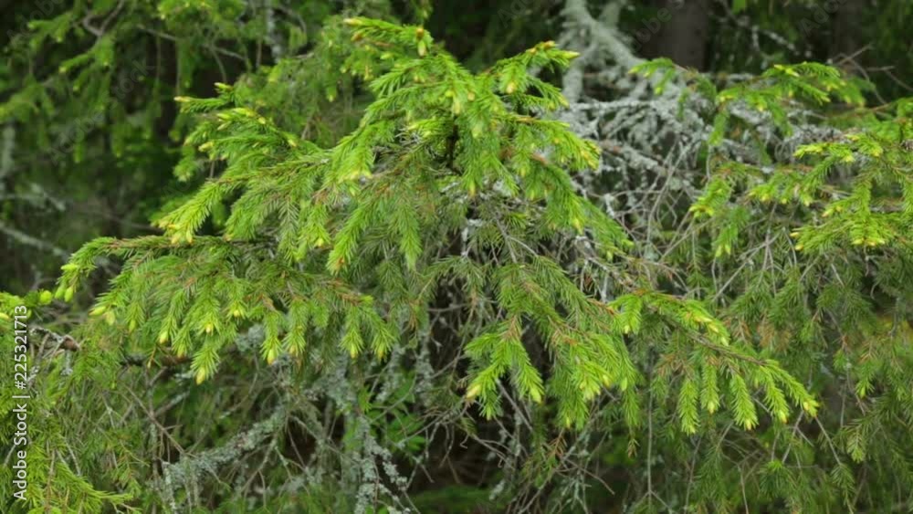 Old fir tree branch in closeup Old fir tree branch in closeup