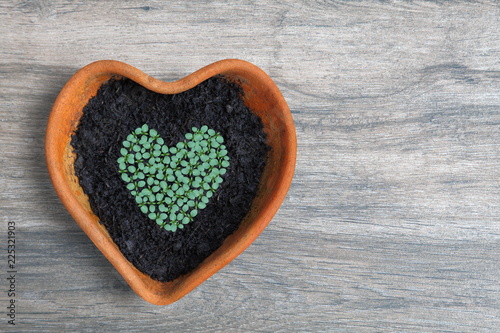 Fototapeta Naklejka Na Ścianę i Meble -  Heart shape of home grown young green vegetable seedling sow and grow in heart shaped terracotta pot on bright aged wooden potting station in the garden with copy space