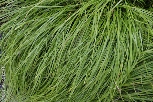 Green long grass on a bush after a light rain.