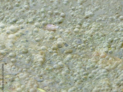 sewage water texture with bubble