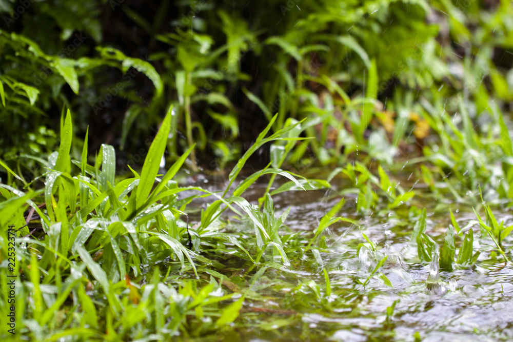 Regenwald Regenwald