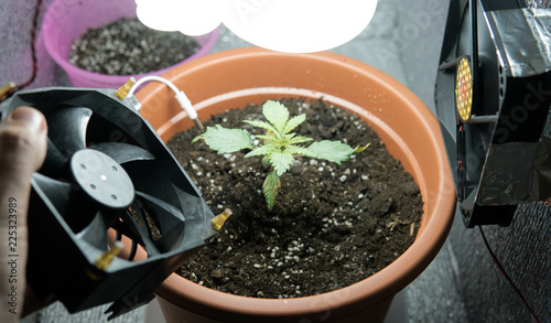 equipment for growing marijuana in growbox indoor. photo