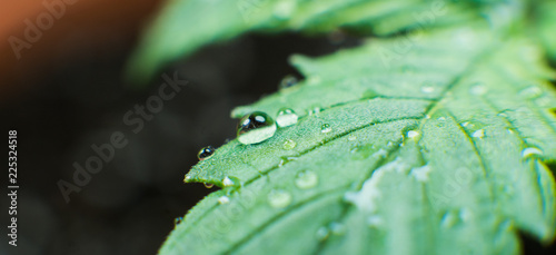 marijuana plant care process before harvest. photo