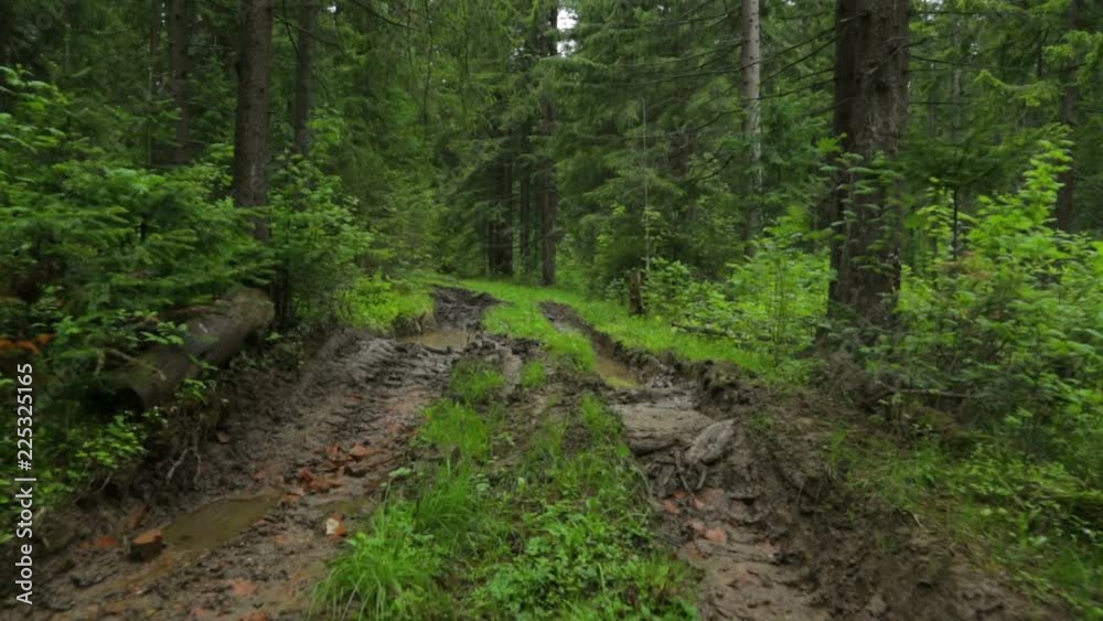 Deep-rutted forest road in summer Deep-rutted forest road in summer