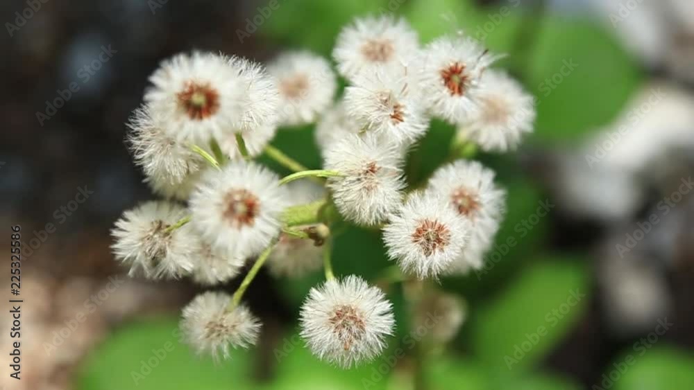Blooming tree in spring time white ree in park Blooming tree in spring time white ree in park