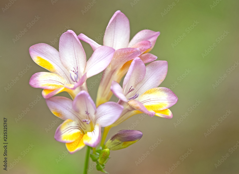 Freesia Freesia