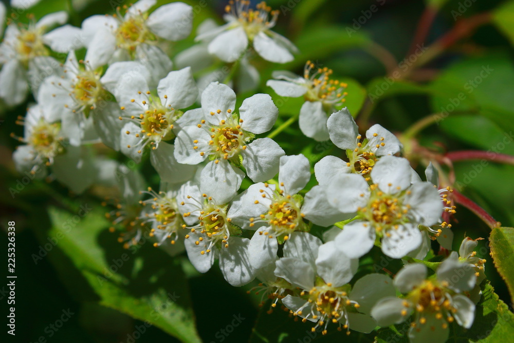 Fototapeta premium white flowers of an apple tree on a branch in spring.
