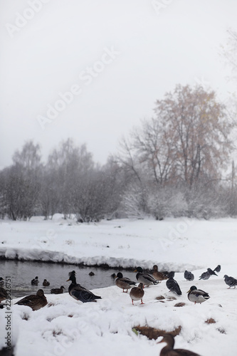 Snow-covered winter park and benches. Park and pier for feeding 