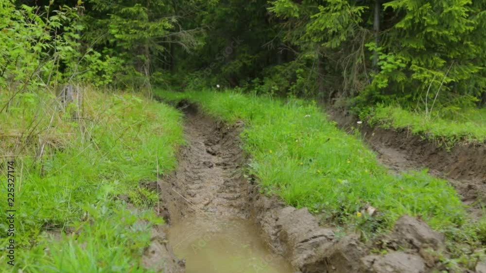 Deep-rutted forest road in summer Deep-rutted forest road in summer