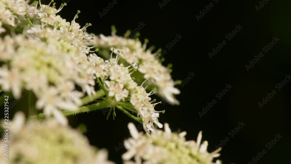 wasp on the flower, soft focus, macro wasp on the flower, soft focus, macro