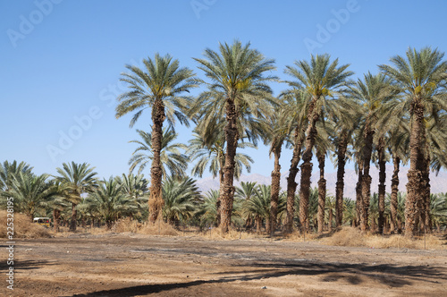 Palm Trees in the desert