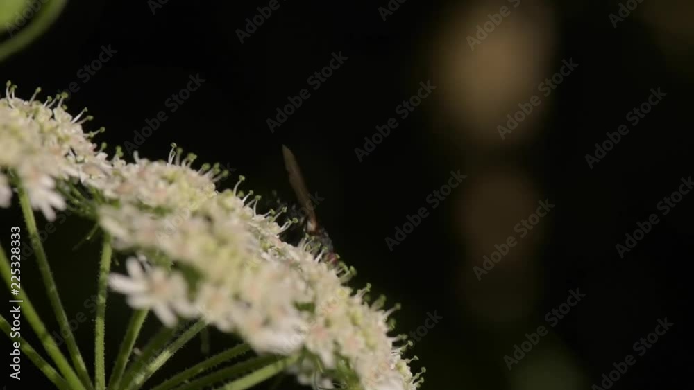 wasp on the flower, soft focus, macro wasp on the flower, soft focus, macro