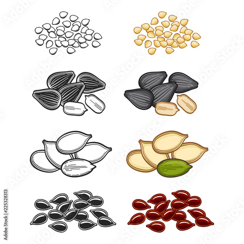 Popular seeds sketch vector illustration. Line and cartoon seeds set on white