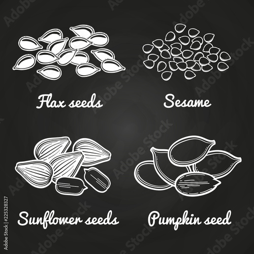 Sesame, pumpkin, sunflower and flax seeds isolated on chalkboard. Vector illutration