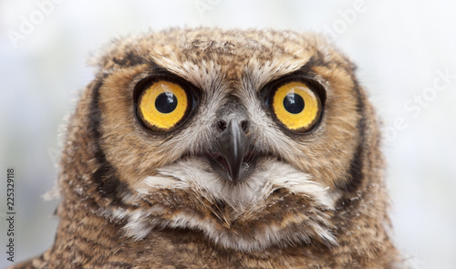 close up portrait of an Owl with huge eyes an a sharp beak