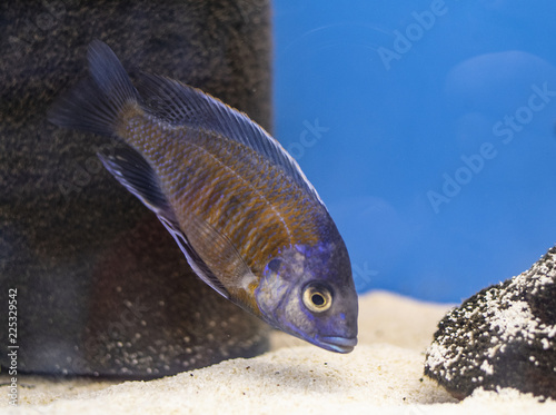 Fish Copadichromis borleyi Kadango (Kadango Red Fin, Haplochromis borleyi redfin) in freshwater aquarium. photo