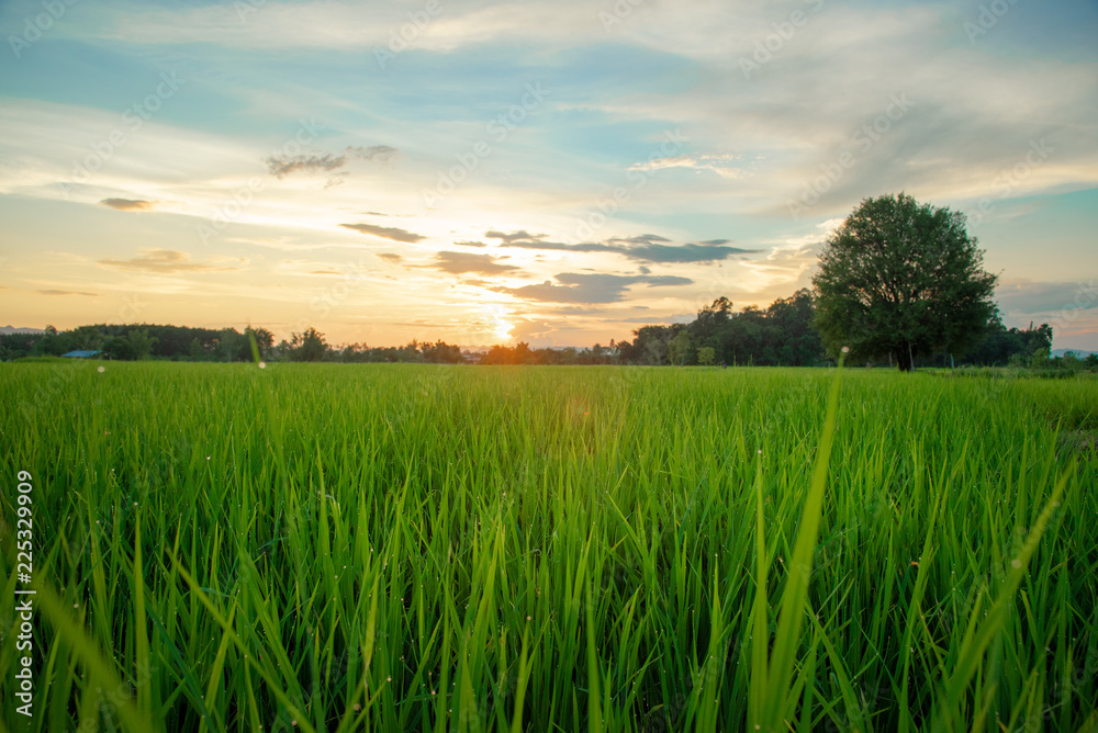 View of green rice field in evening time
