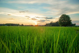 View of green rice field in evening time