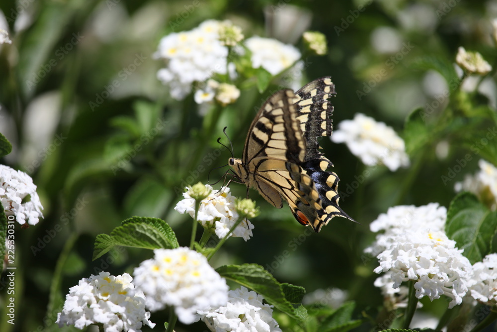 Obraz premium Schwalbenschwanz Schmetterling an weissen Blüten