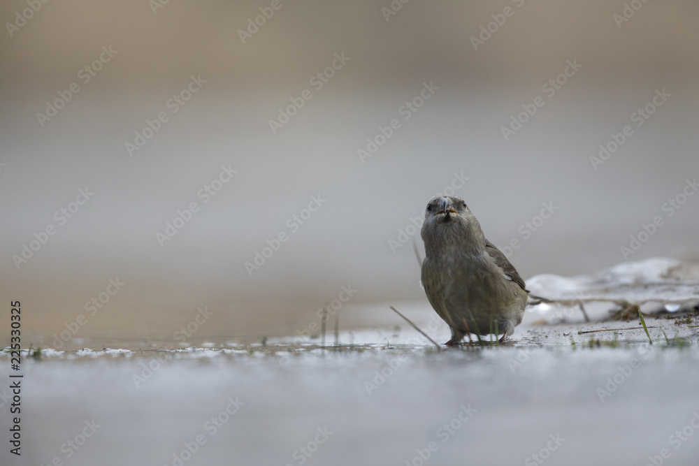Fototapeta premium A female parrot crossbill (Loxia pytyopsittacus) drinking water from a hole in the ice- photographed from a low-angled view in a morning sun.