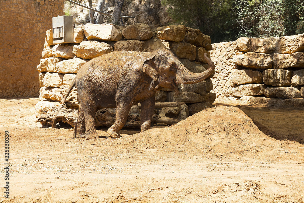 elephant on the background of rocks,elephant, wildlife, mammal, wild, park, national, rock, safari, elephant on the background of rocks,elephant, wildlife, mammal, wild, park, national, rock, safari,