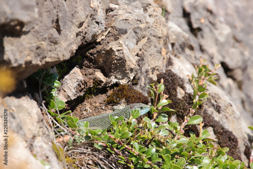 Western green lizard hidden in his shelter, Lacerta bilineata specie
Western green lizard hidden in his shelter, Lacerta bilineata specie