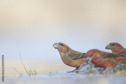 A male parrot crossbill (Loxia pytyopsittacus) drinking water from a hole in the ice- photographed from a low-angled view in a morning sun.