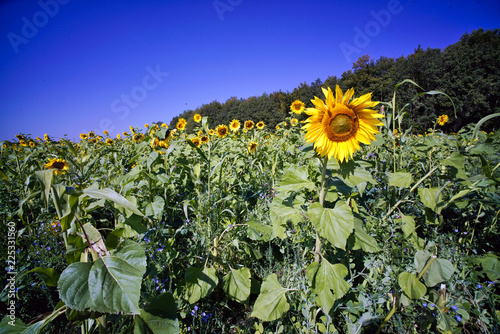 Fototapeta Naklejka Na Ścianę i Meble -  Sonnenblumenfeld