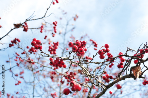 red berries 