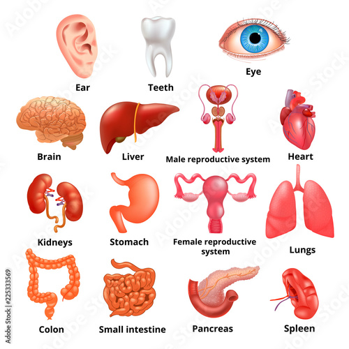 Vector internal organs icon set