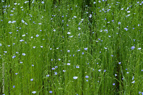 Flowering flax ( Linum perenne )