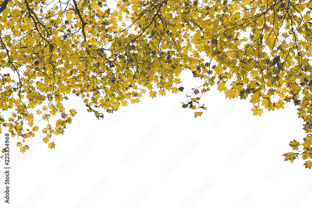 Autumnal yellow maple tree leaves background