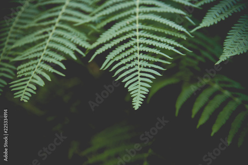 green fern leaf photo