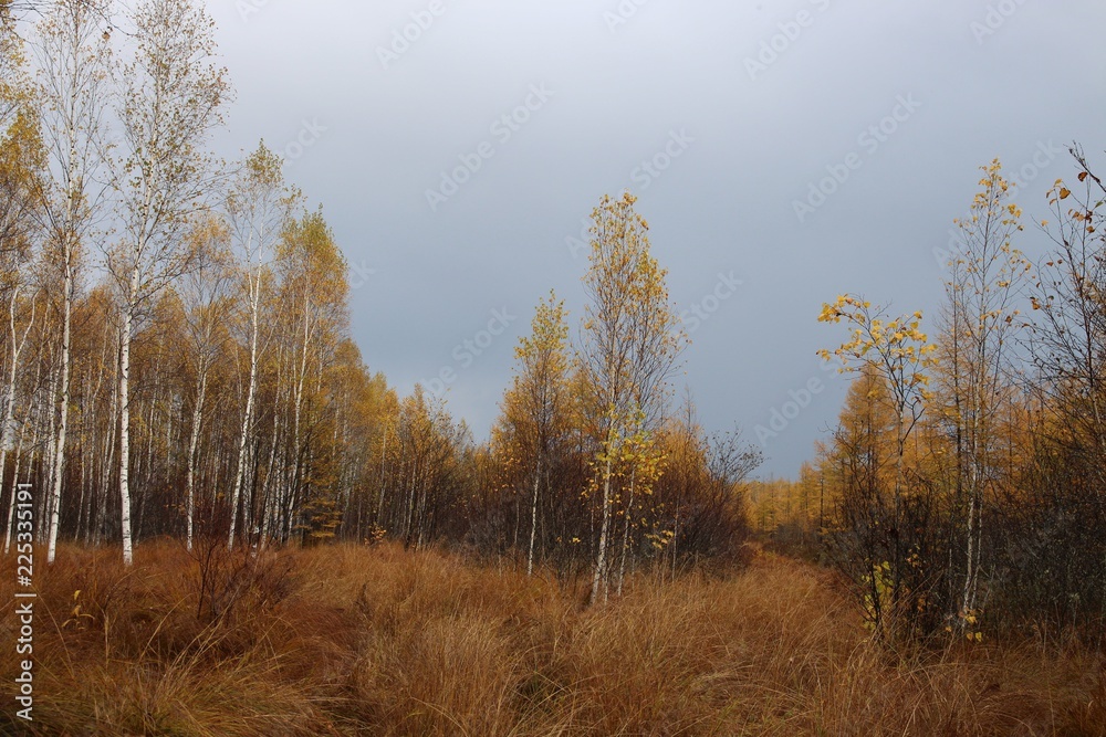 birch on a bog in autumn birch on a bog in autumn