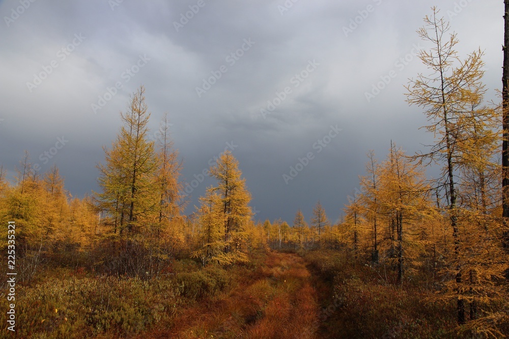 yellow larches in the swamp
