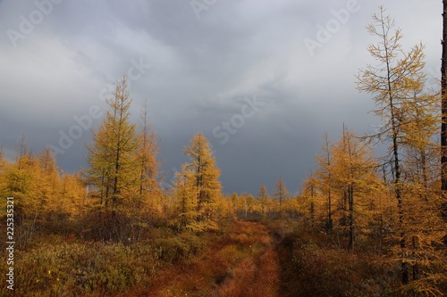 yellow larches in the swamp