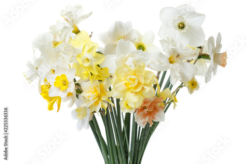 Spring bouquet of daffodils isolated on white background. © ksi