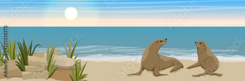 Two fur seals on the sandy coast of the sea or ocean with fragments of rocks and thickets of grass. Seascape. Vector landscape. Wild nature