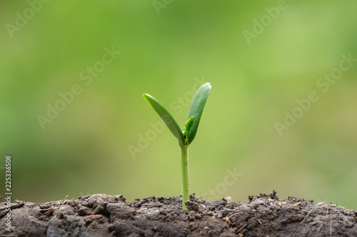 Agriculture planting seeding growing,  Business growht up concept