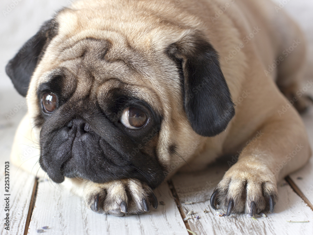 Sad pug dog with big eyes lying on wooden floor
