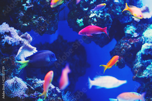 Colorful aquarium fish, algae and corals in the dark blue water in the oceanic center. © olgasparrow