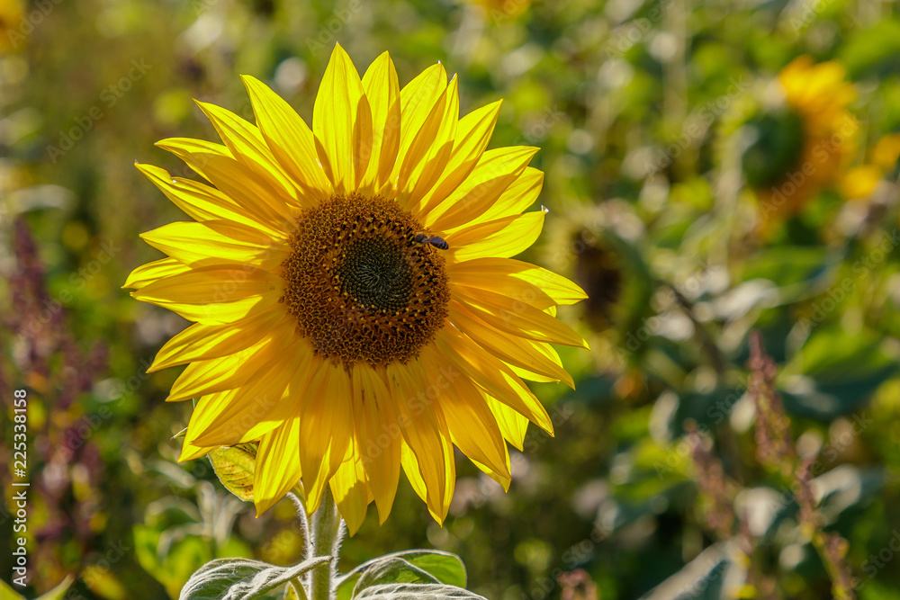 beautiful, colorful sunflowers grow beautiful, colorful sunflowers grow