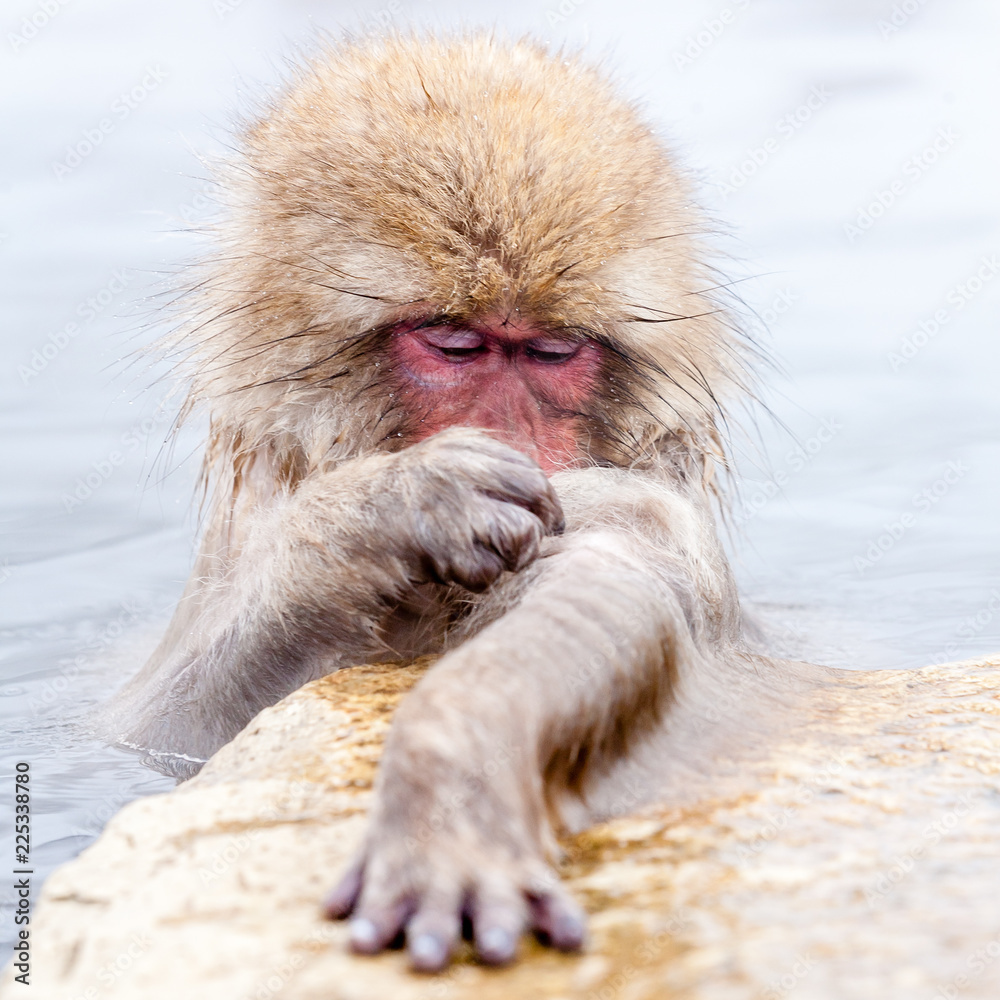 Obraz premium Cute japanese snow monkeys sleeping in a hot spring. Nagano Prefecture, Japan.