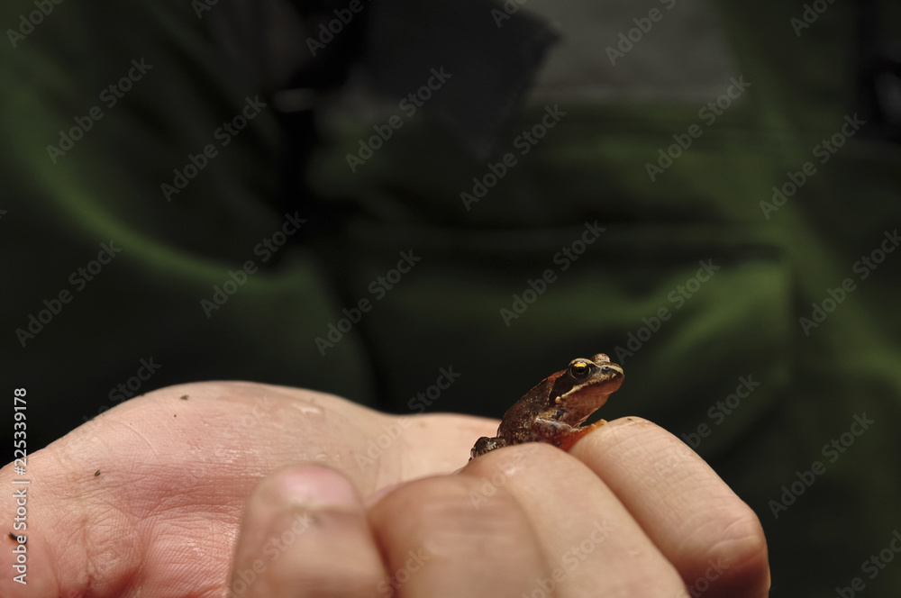 Tiny young frog sitting on a hand, size comparison. Amphibian fauna, animal and nature care concept, wildlife environment protection, closeup.