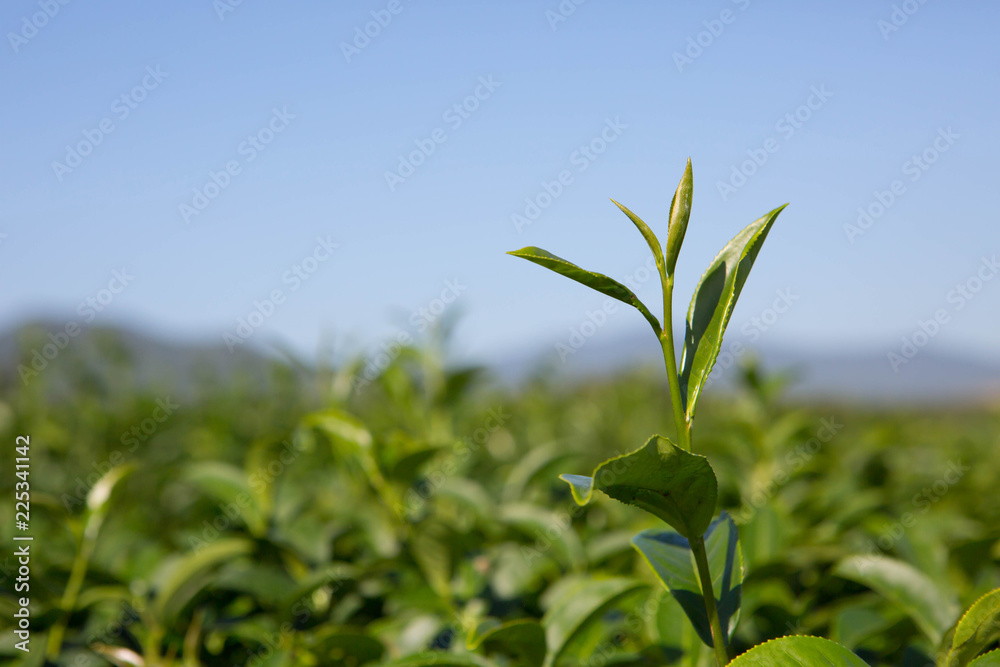 Fototapeta premium fresh tea plant in farm