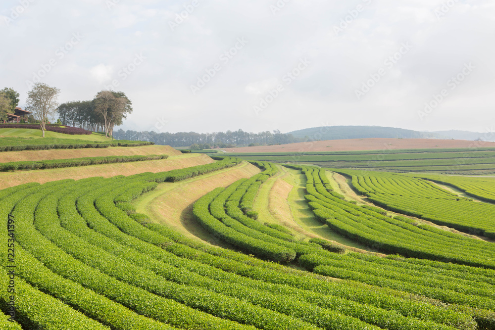 fresh tea plant in farm fresh tea plant in farm