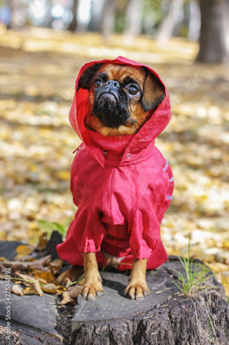 Dog small brabanson with chestnut color wearing in red overall at autumn park photo