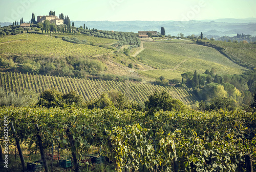 Villa of Tuscany over vineyard row in autumn with ripe wine grapes. Grapes from vines in Italy during harvest time